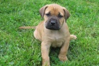 Boerboel - �t���tka s PP